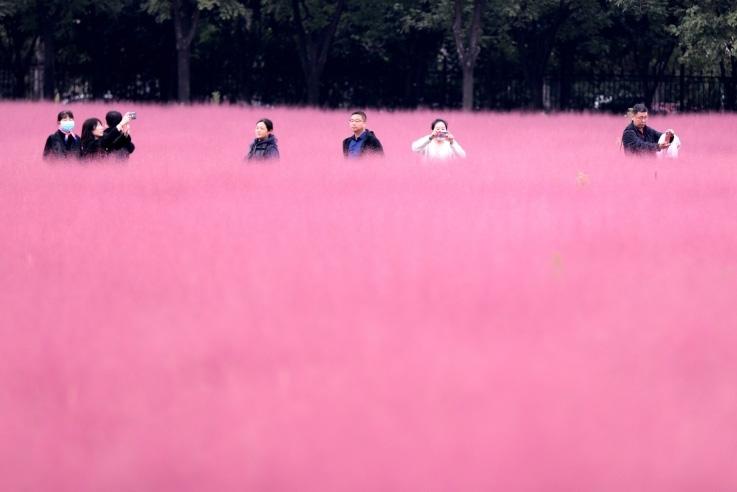 邂逅這片“粉霧?！?>
     <p>邂逅這片“粉霧?！?/p>
</a>
        </div>
    </div>
    <!--推薦圖集end-->
    <div   id=