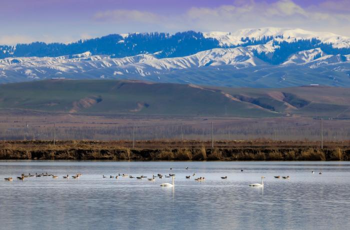 那拉提國(guó)家濕地公園：候鳥(niǎo)歸來(lái)舞翩躚