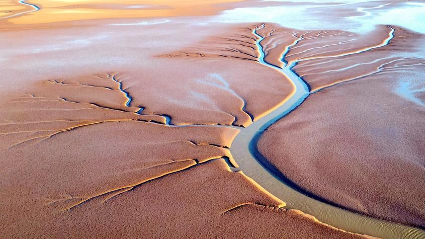 黃河入?？诂F(xiàn)壯美“潮汐樹”