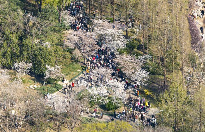 北京玉淵潭公園櫻花迎來(lái)最佳觀賞期