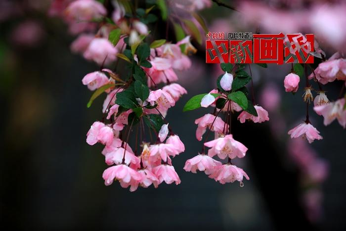 谷雨時(shí)節(jié) 細(xì)雨綿綿中遇見(jiàn)暮春之美