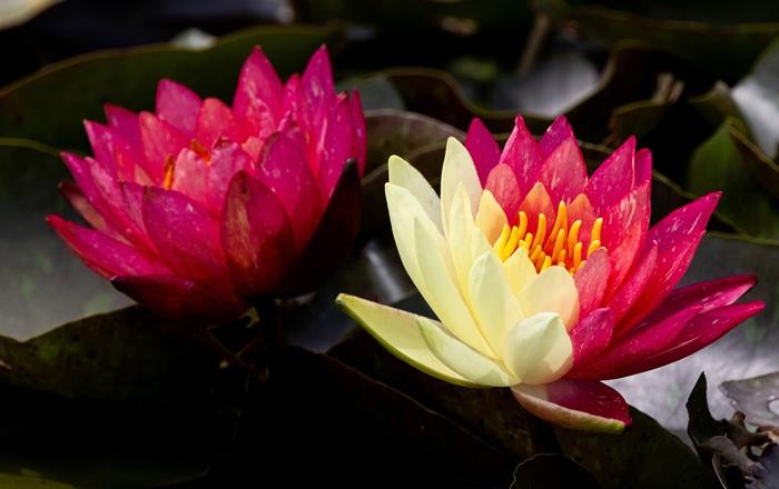 好運“蓮蓮”！安徽淮北雙色睡蓮驚艷綻放