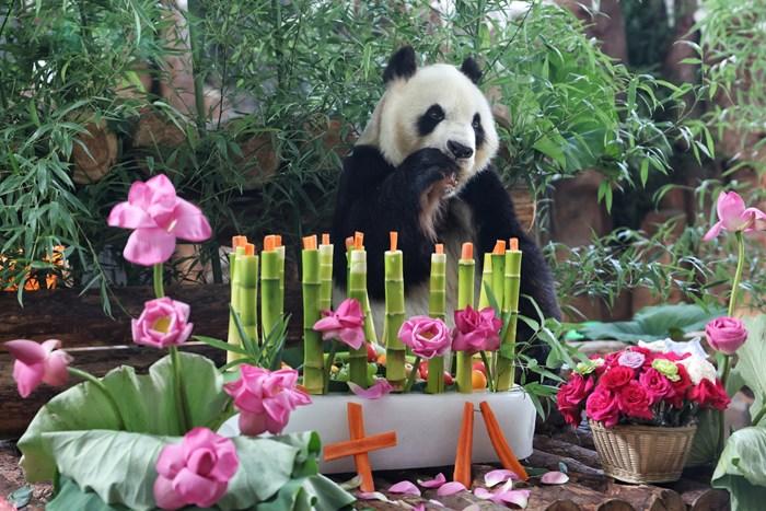 濟(jì)南動物園為大熊貓華奧慶祝18歲生日
