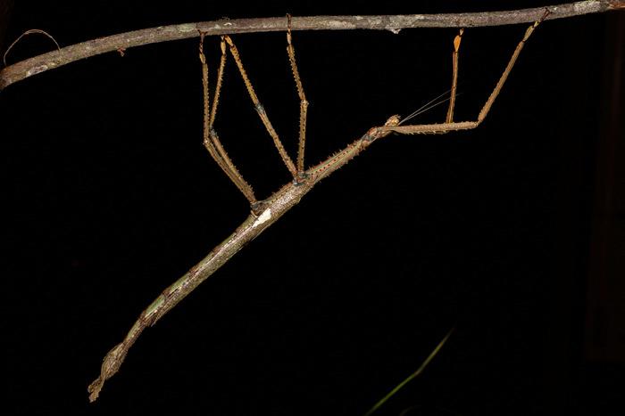 澳大利亞昆士蘭州發(fā)現(xiàn)新竹節(jié)蟲物種