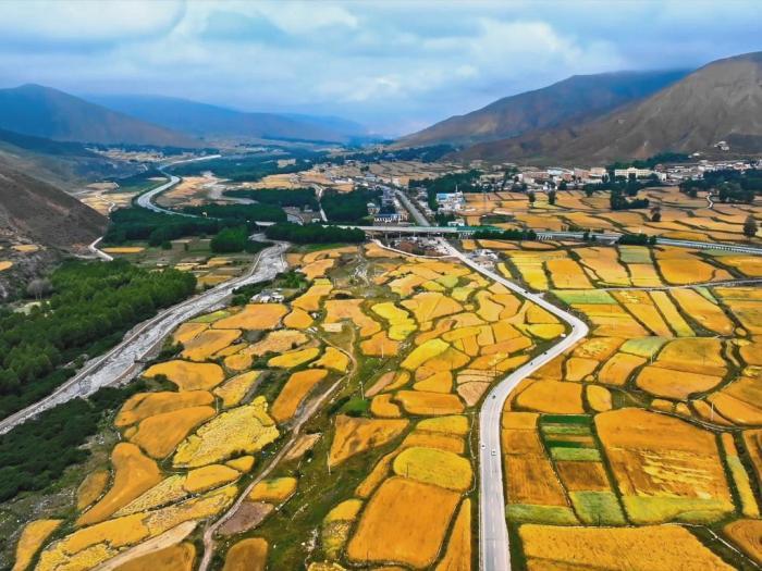 立秋時節(jié)高原青?！柏S景”初現(xiàn)