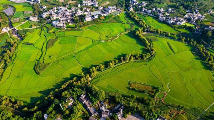 貴州黔西：十里田疇稻花香