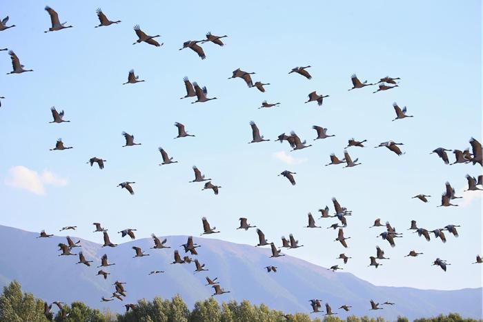 新疆巴里坤草原迎來(lái)成群遷徙候鳥(niǎo)