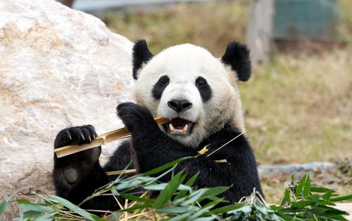 探訪四川綿陽(yáng)中華大熊貓?jiān)?>
     <p>探訪四川綿陽(yáng)中華大熊貓?jiān)?/p>
</a>
        </div>
    </div>
    <!--推薦圖集end-->
    <div   id=