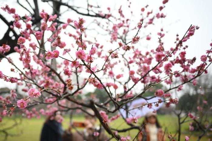 南京600多歲“明梅”花開正盛