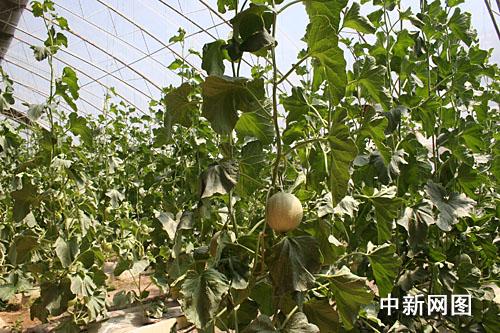 ������˹�����M�ǽ����˻@�ӡ�������׌������ϡ����Ĳˡ����D��ʮ���B���l(xi��ng)�����(n��i)�ľGɫ�ЙC�߲���