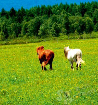 ���p�䌦(du��)���E�R