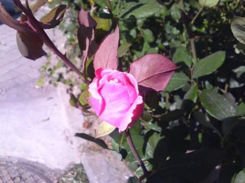 21��9�����֫F�֙C(j��) LG BL40e�u�y��(b��o)��