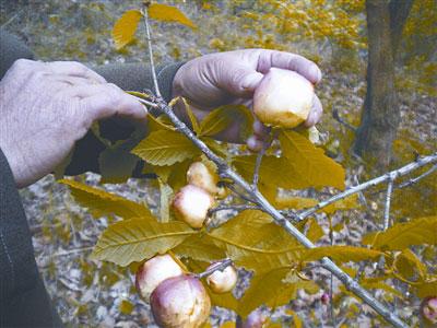 ���ް������ϽY(ji��)���ֹ�