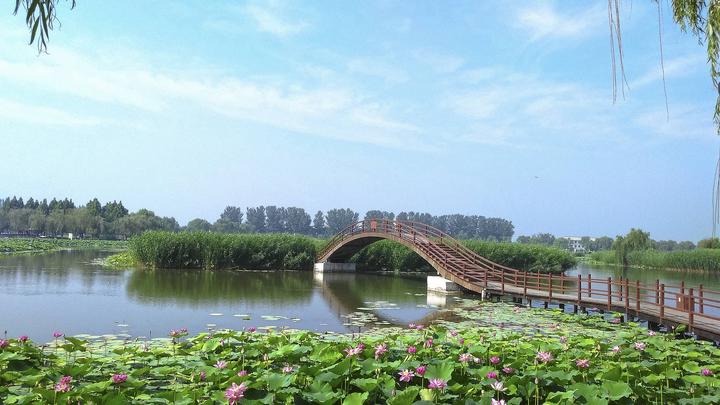 江山如此多嬌丨荷開十里，不如泛舟白洋淀，和你……