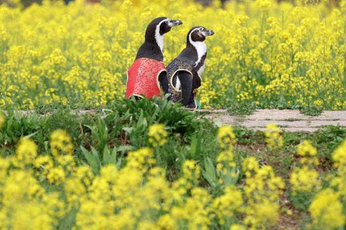 愜意！南京海底世界洪氏環(huán)企鵝戶(hù)外踏青“享”春光