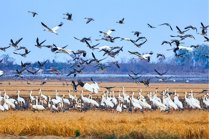 鄱陽(yáng)湖迎越冬候鳥(niǎo)高峰 百鳥(niǎo)群舞繪生態(tài)畫(huà)卷
