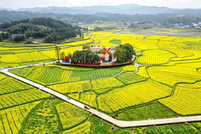 春日賞花季！湖南會(huì)同萬(wàn)畝油菜花田競(jìng)相綻放